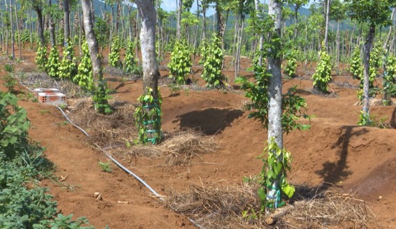 điện mặt trời cho hệ thống tưới tiêu