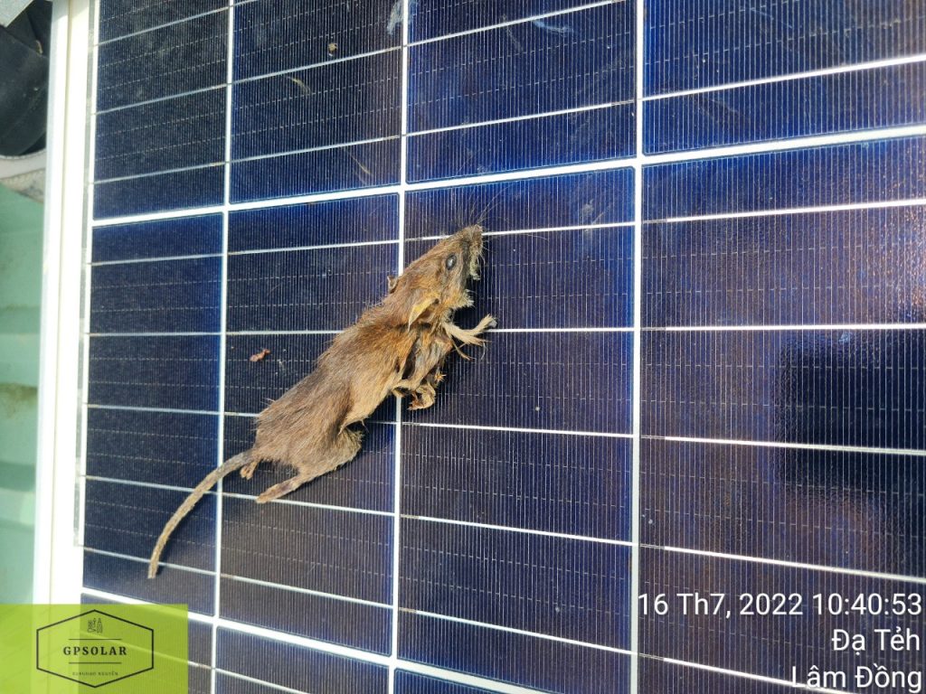 Kiểm tra sửa chữa xử lý lỗi điện mặt trời ở Long An | GP Tech sua chua chuot can day dien | GP Tech